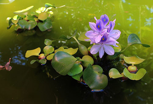 Blooming water hyacinth