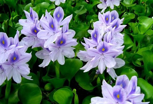 Blooming water hyacinths