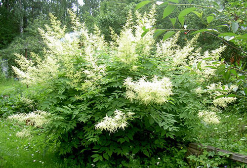 Volzhanka dioecious bush