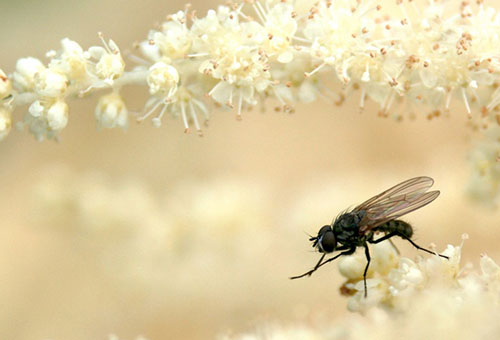 Fly on aruncus flowers