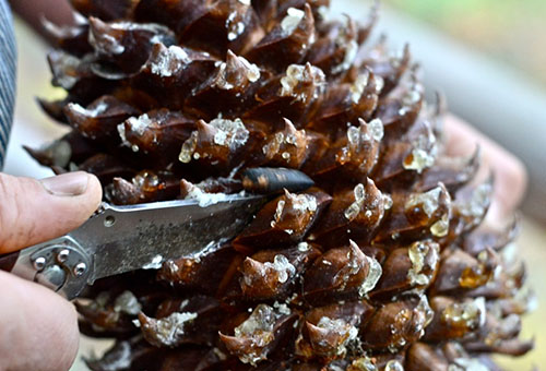 Extracting pine nuts from a pine cone