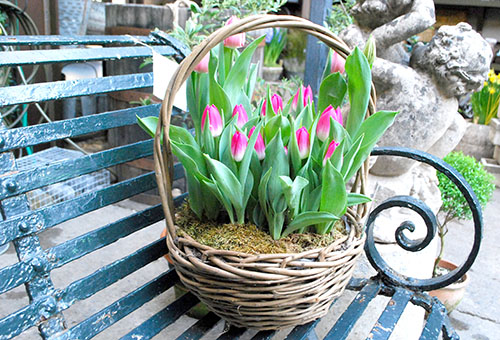 Giỏ hoa tulip