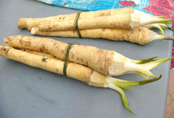 Preparación de primavera de rábano picante para plantar.