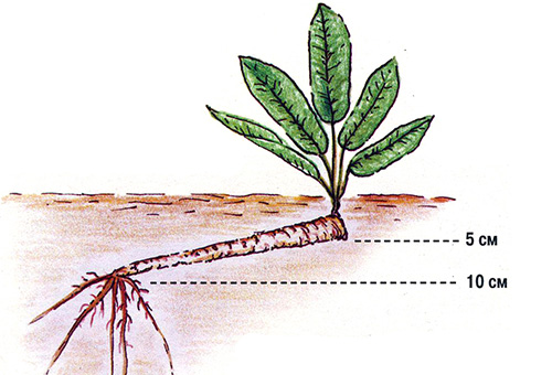 Horseradish planting scheme in open ground