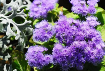 Ageratum Houston