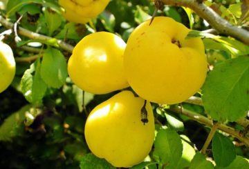 Frutos de Chaenomeles