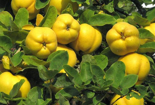 Quince fruits