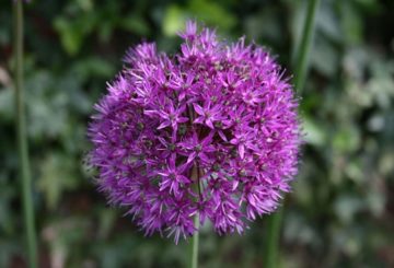 Arco decorativo allium