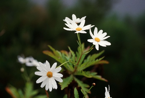 những bông hoa trắng