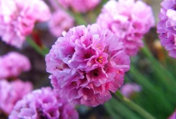 Armeria bloem