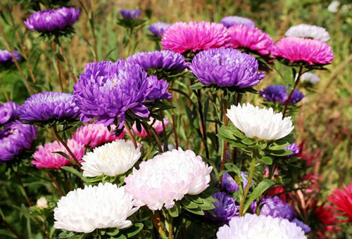 Veelkleurige asters