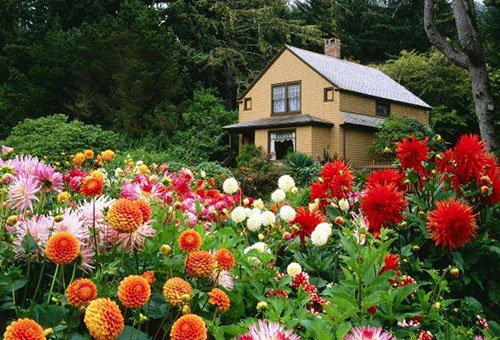 Asters en dahlia's