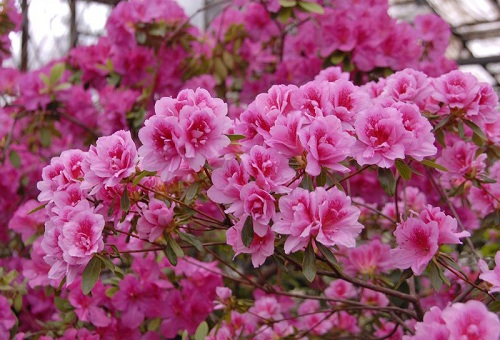 Rosa azaleas