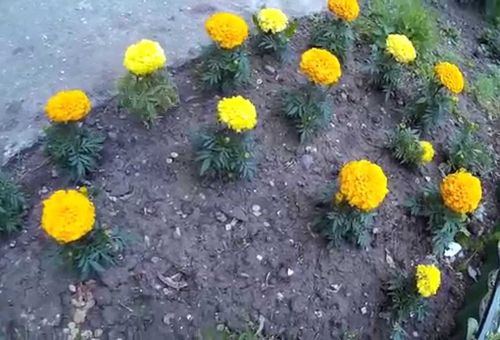 Trồng hoa ở bãi đất trống