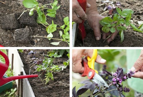 Plantera basilika i trädgården