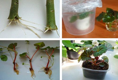Growing flowers by cuttings