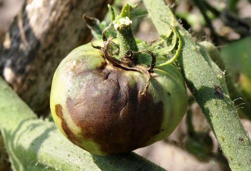 Tizón tardío del sur en tomates