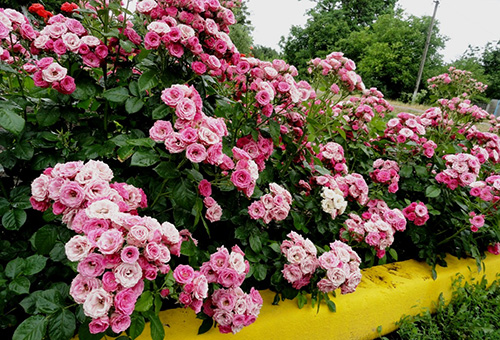 Flowering curb rose bushes