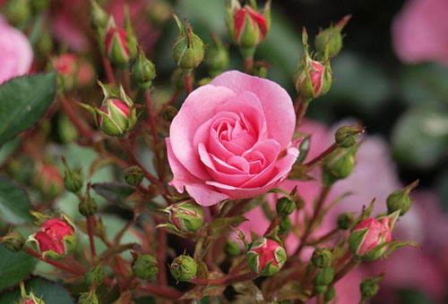 Blooming border rose