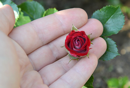 Miniatúrna ružová kvetina