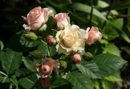 Kvitnúca vetva miniatúrnej ruže