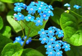 Modré kvety