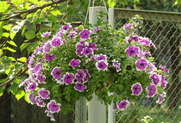 Ampel petunia in potten