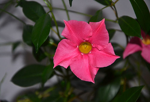 Розово цвете на диплоания