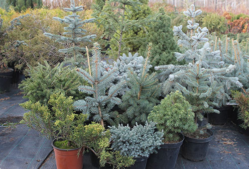 Young Christmas trees of different types in pots