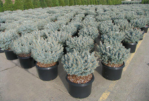 Blue spruce seedlings Glauka globoza