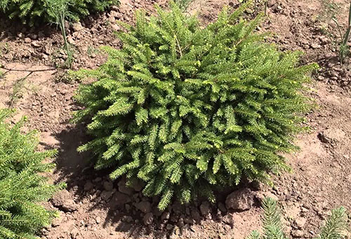 Nidiformis spruce planted in open ground
