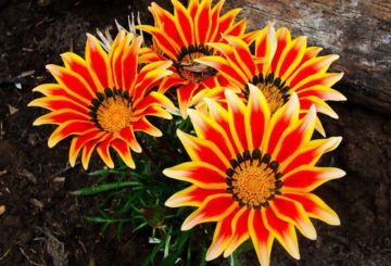 Flores de Gazania