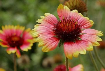 Meerjarige bloemen