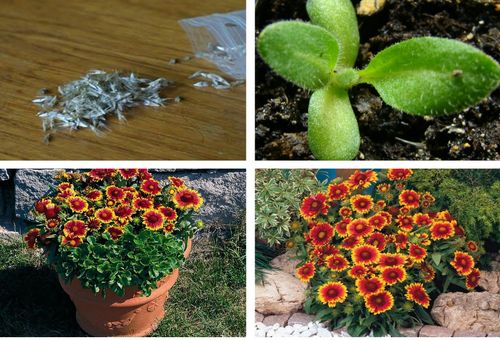 flower propagation by seeds