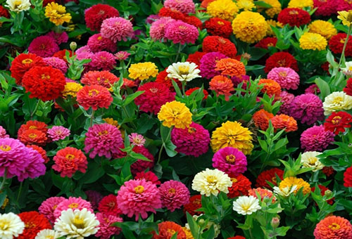 Kleurrijke dahlia's