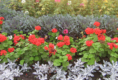 Flower garden with geranium