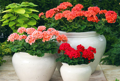 Geranium in flowerpots