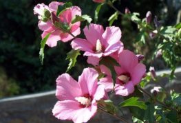 Flori de hibiscus de grădină