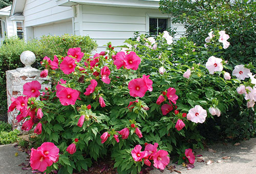 White and pink garden hibiscus