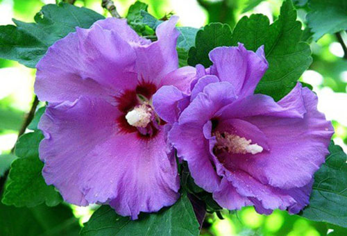 Lilac hibiscus flower