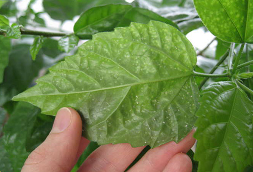 Pests on the hibiscus leaf
