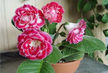 Bloeiende gloxinia