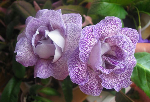 Gloxinia lila bloemen