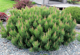Pumilio mountain pine
