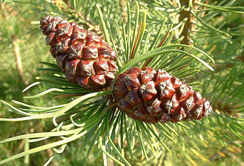 Mountain pine cones
