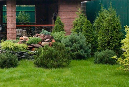 Landscaping with mountain pine