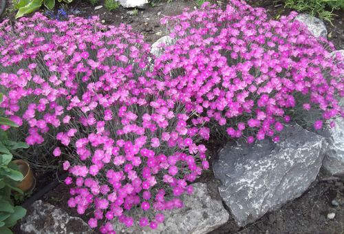 blommor för den alpina bilden