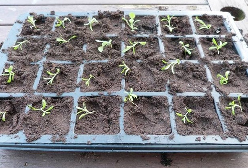 Growing carnations by seeds