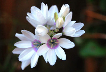 Witte Ixia-bloemen