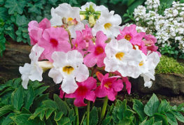 Incarvillea white and pink